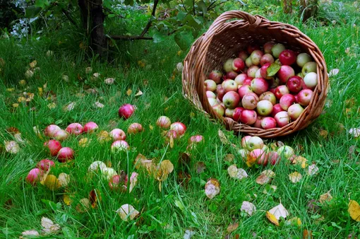 Полезные советы для выращивания огромного урожая яблок