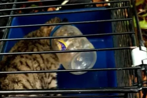 Уличный кот две недели носил на голове банку от арахисового масла, но был спасён