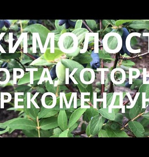 Нажми и смотри