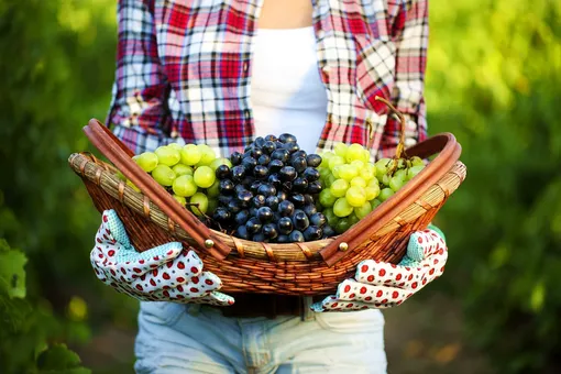 Подкормка винограда осенью: хитрости опытных виноградарей