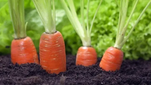 Чем подкормить морковь в июле