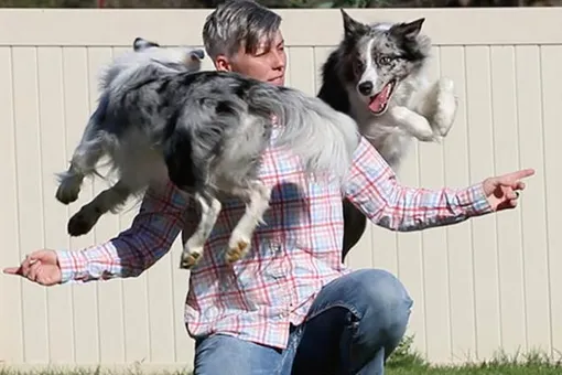 «Это безумие»: пара собак поставила мировой рекорд по количеству трюков в минуту