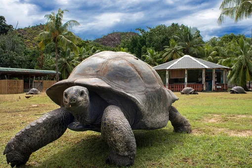 Гигантская черепаха (до 200 лет)
