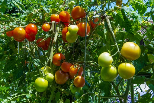 Как часто удобрять томаты компостом