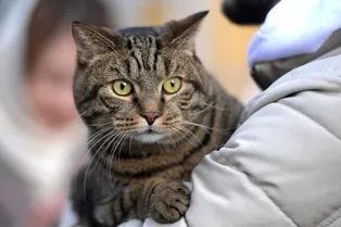 Как толстый кот победил «Аэрофлот»: жизнь кота Виктора после всех приключений