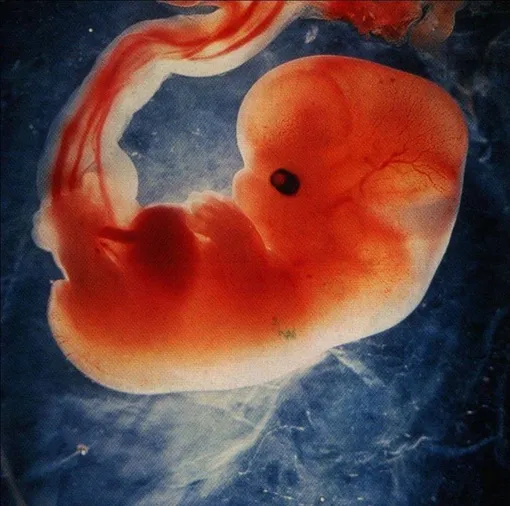 Особенности развития эмбриона на 6-й неделе беременности