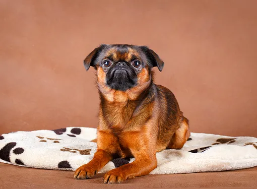 Пти-брабансон (гриффон), лучшие породы собак для квартиры