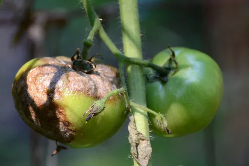 Правила применения народных средств от фитофторы томатов