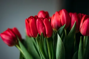 Как сохранить тюльпаны свежими и яркими две недели: простые советы