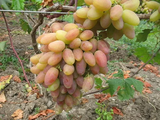 Ранний виноград Виктор