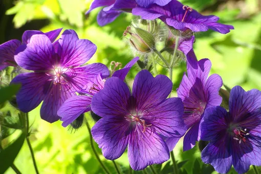 яркие фиолетовые цветы герани
