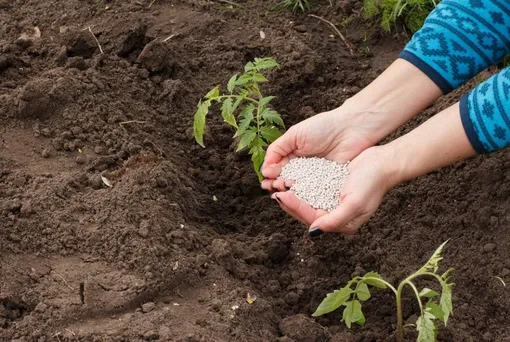 Как удобрять молодые растения томатов после высадки в грунт