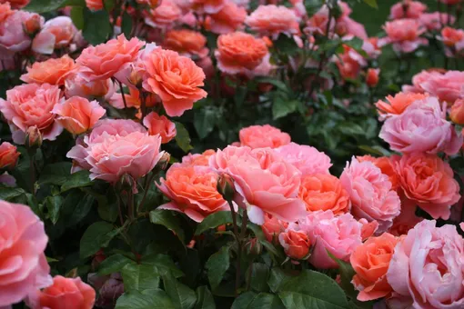 5f7e19cde78804008c8112e0a72df34c_cropped_510x340