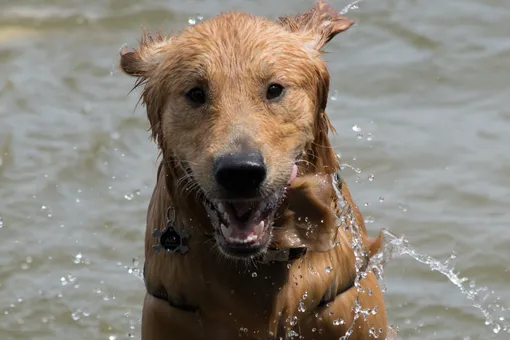 Пёс каждый день переплывает озеро, чтобы завести новых друзей