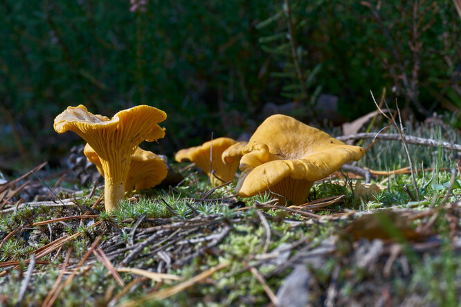 грибы лисички в корзине лисичка пластинчатый гриб виды грибов лисички