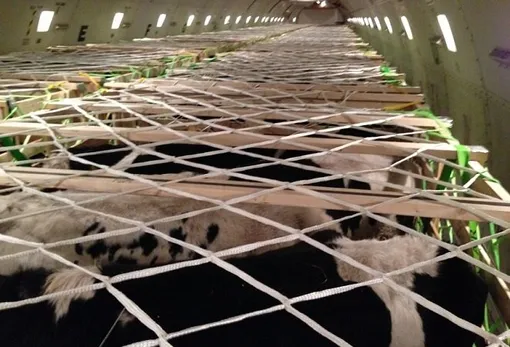 коровы в самолёте