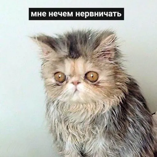 кот действует на нервы