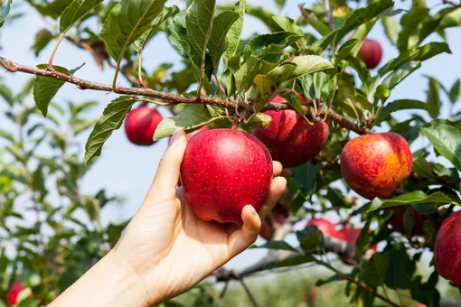 Сбор и подготовка яблок к хранению
