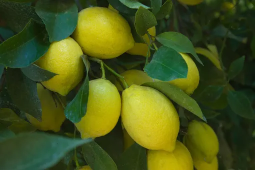 Лиссабонские лимонные деревья (Citrus x limon Lisbon)