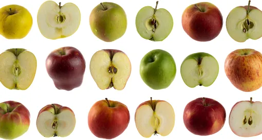 Выберите подходящий сорт яблони для вашего климата