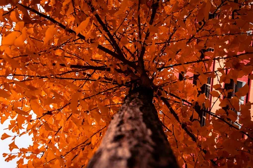 Деревья гинкго очень красивы осенью