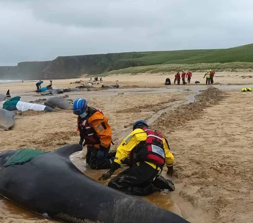 Дельфины выбросились на пляж в Шотландии