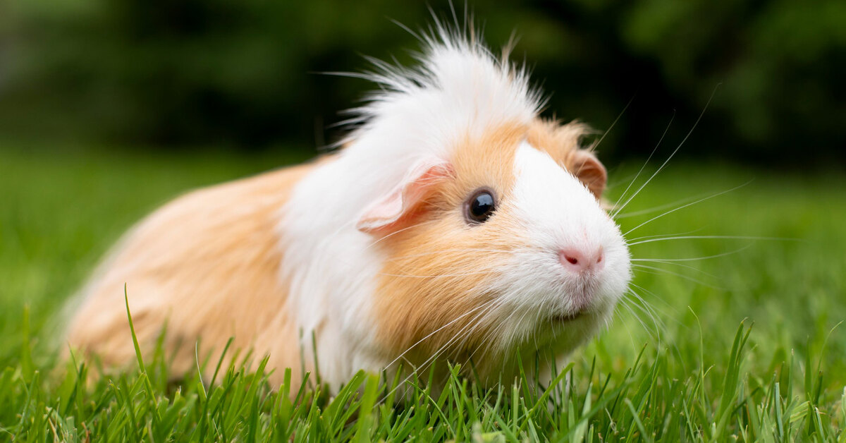 10 удивительных фактов о морских свинках для детей и взрослых