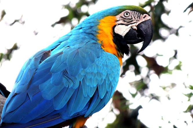 Роман или скука? Последний дикий попугай в Рио ежедневно навещает зоопарк