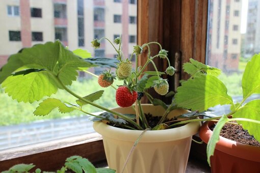 Клубника на подоконнике в домашних условиях: как выращивать круглый год