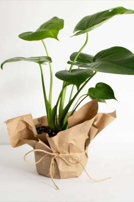 упаковка растения в крафт-бумагу