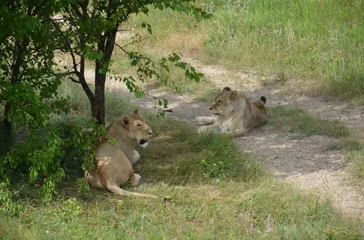 Львы в парке «Тайган» от засухи не пострадают фото