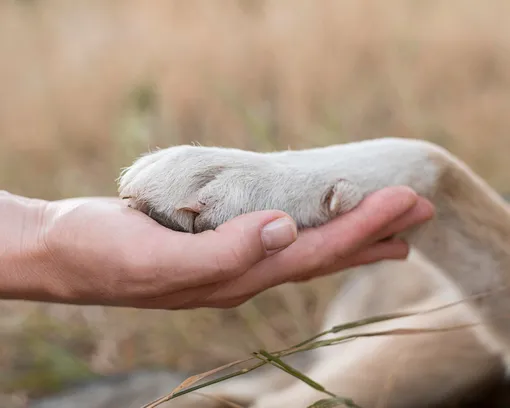 Рука человека и лапа собаки