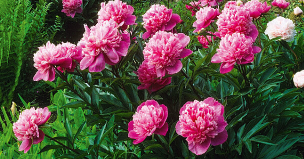 Just Ditch Those Floppy Peonies Growing peonies, Peonies garden, Peonies