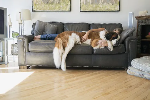 У вас слишком ленивая собака? Как её расшевелить