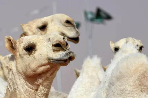 43 верблюда выбыли из конкурса красоты с призом 66 миллионов из-за ботокса