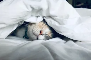 Спать или не спать: можно ли ставить кровать там, где спит кошка