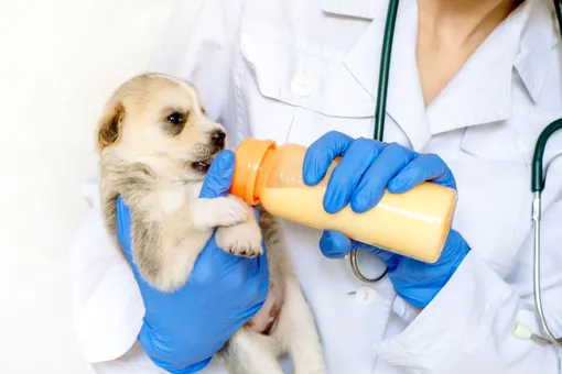 Как выбрать ветеринарного врача для собаки: рекомендации кинологов