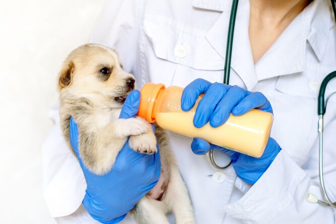 Как выбрать ветеринарного врача для собаки: рекомендации кинологов