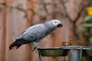 Пернатые пранкеры: 6 историй, доказывающих, что у попугаев есть чувство юмора