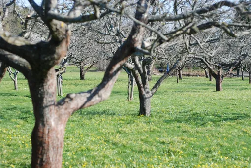 Подкормка яблонь и груш весной до цветения