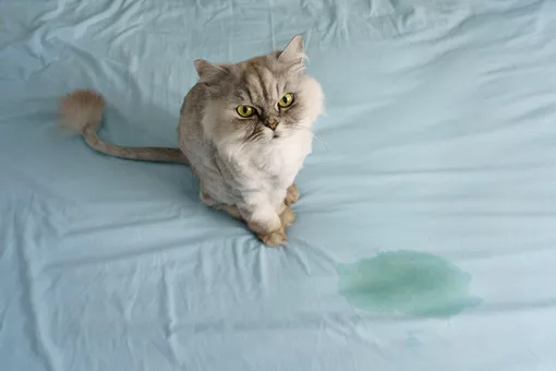 Почему кошка писает в постель? Большинство кошатников не могут понять причину