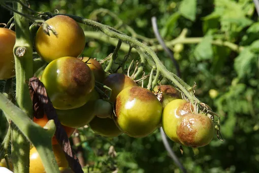 Фитофтороз томатов — в запущенном состоянии йод уже не поможет, лучше профилактировать заболевание