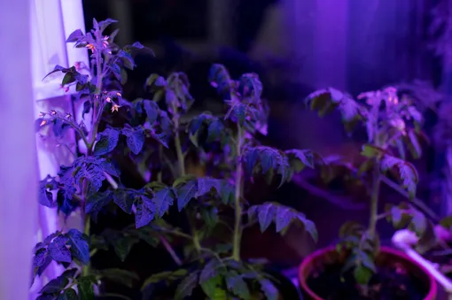 подсветка для комнатных растений в тёмном помещении
