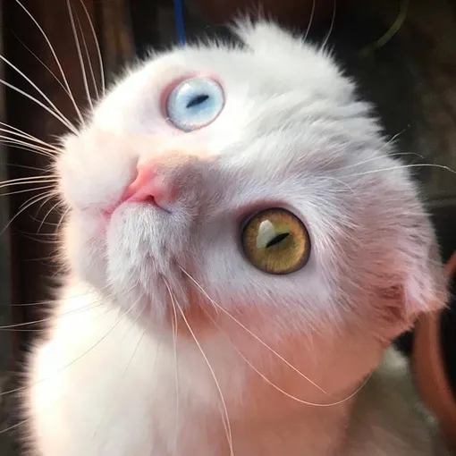 кошка с разными глазами, разноцветные глаза, гетерохромия иридий