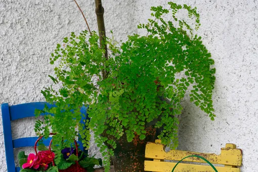 Вьющееся растение — Адиантум венерин волос