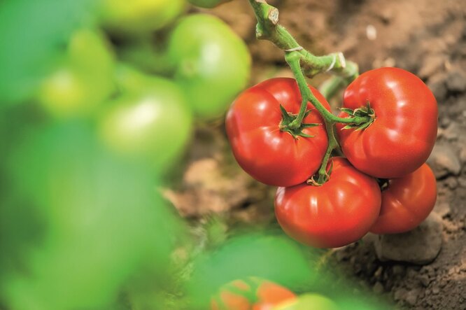5 секретов выращивания крупноплодных биф-томатов