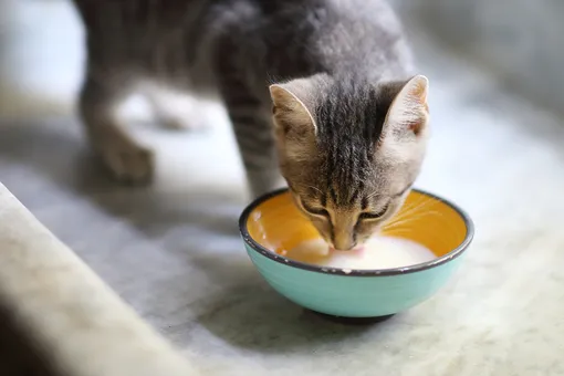 Можно ли кошке пить молоко