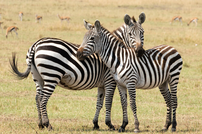 Зачем зебре нужны полоски? Красивая легенда и научные факты