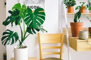 Монстера: как правильно ухаживать за растением в домашних условиях