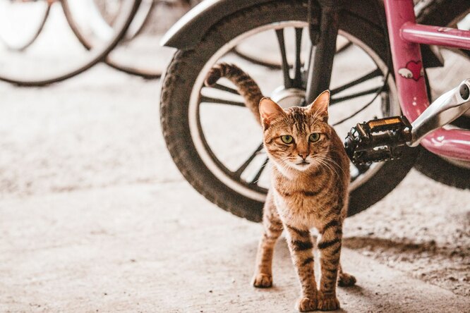 Хозяин два года возит кошку на велосипеде по всему миру